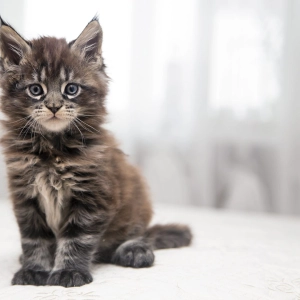 Narrated: We Are Schrödinger's Cat