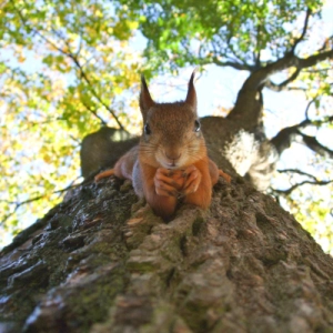Backyard Wildlife