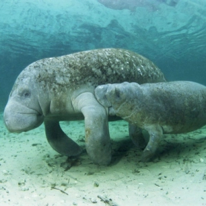 Manatees