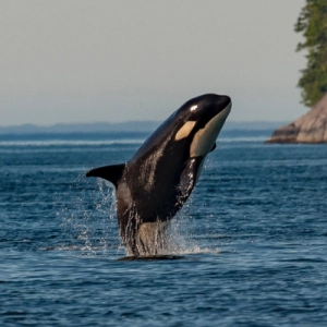 Whales