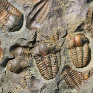Fossils