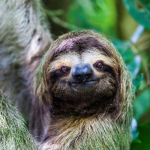 Sloths