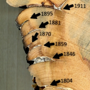 Dating Trees