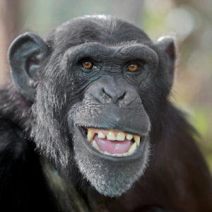 Apes