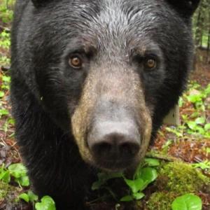 Bears