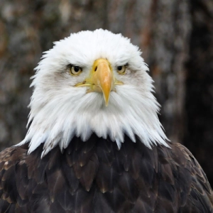 Eagles