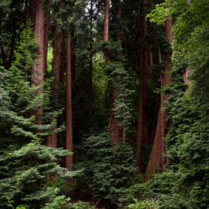 Forests