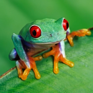 Frogs & Toads