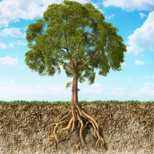 Roots