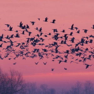 Migration