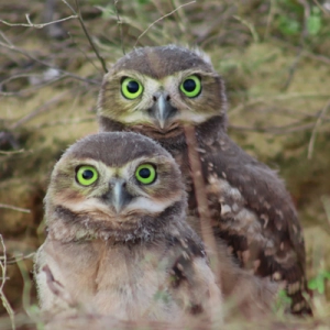 Owls