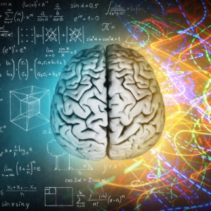 The Brain