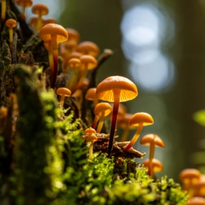 Fungus Among Us