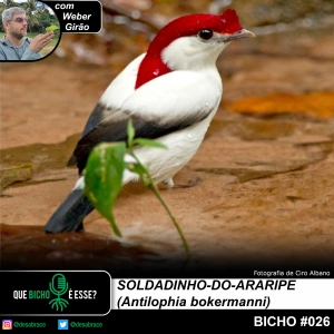 #vAPODN: soldadinho-do-araripe (Antilophia bokermanni)