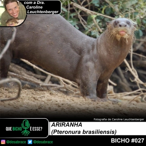 #vAPODN: ariranha (Pteronura brasiliensis)