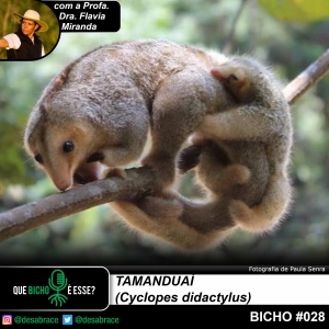 #vAPODN: tamanduaí (Cyclopes didactylus)