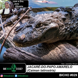 #vAPODN: jacaré-do-papo-amarelo (Caiman latirostris)