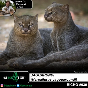 #vAPODN: jaguarundi (Herpailurus yagouaroundi)