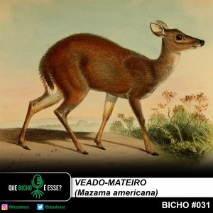 #vAPODN: veado-mateiro (Mazama americana) ou não…