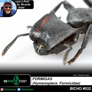 #vAPODN: formigas (Hymenoptera: Formicidae)