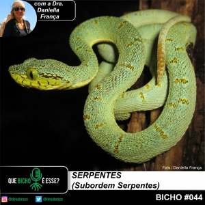 #vAPODN: serpentes (Subordem Serpentes)