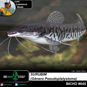 #vAPODN: surubim (Gênero Pseudoplatystoma)