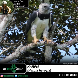 #vAPODN: harpia (Harpia harpyja)