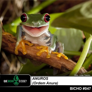 #vAPODN: anuros (Ordem Anura)