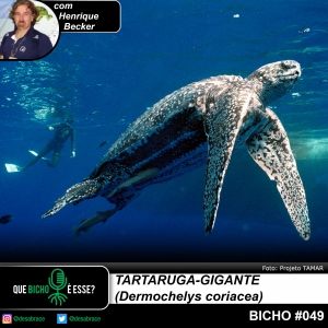 #vAPODN: tartaruga-gigante (Dermochelys coriacea)