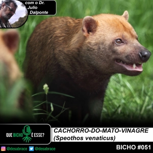 #vAPODN: cachorro-do-mato-vinagre (Speothos venaticus)