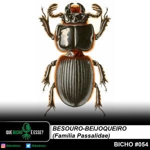 #vAPODN: besouro-beijoqueiro (Família Passalidae)