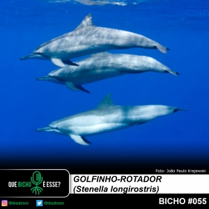 #vAPODN: golfinho-rotador (Stenella longirostris)