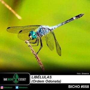 #vAPODN: libélulas (Ordem Odonata)