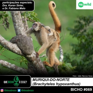 #vAPODN: muriqui-do-norte (Brachyteles hypoxanthus)