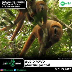 #vAPODN: bugio-ruivo (Alouatta guariba)