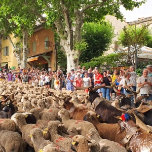 Bédoin va vivre au rythme du monde pastoral pour sa première Fête de la Transhumance le 6 juin !