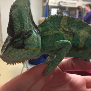 57 Reptiles