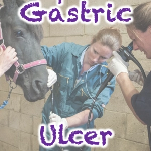95 Equine Gastric Ulcer Syndrome