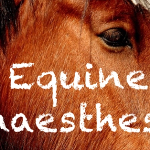 77 Equine anaesthesia