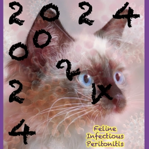 143 Feline Infectious Peritonitis 2024