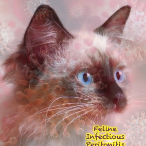 131 Feline Infectious Peritonitis