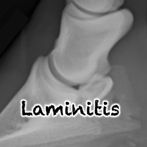 128 Laminitis