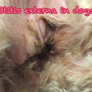 71 Otitis externa in dogs
