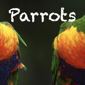 98 Parrots