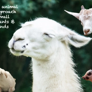 62 Small ruminants, alpacas and pigs