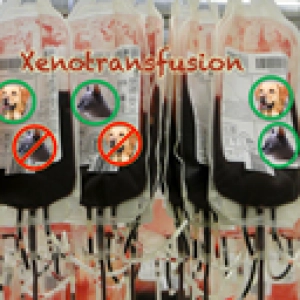 127 Xenotransfusion