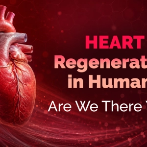 Heart Regeneration in Humans: Are We There Yet?