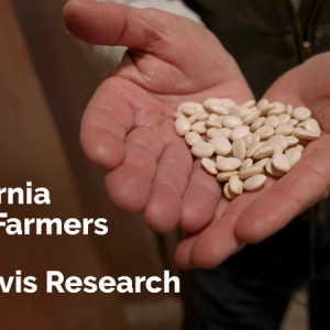 California Bean Farmers Rely on UC Davis Research