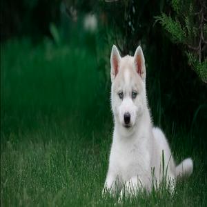 black-damon-radio.de