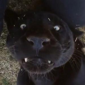 CRAZY PANTHER 1 DELUXE